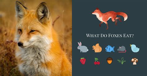 What a Fox Eats | The Complete Guide - All Things Foxes | Fox eat, Pet fox, Fox diet