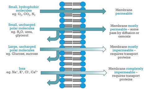 Cell Membrane Permeability - Biology Simple