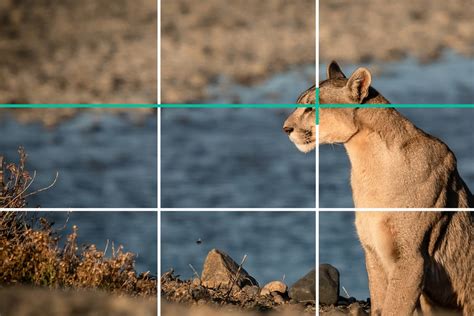 What is the Rule of Thirds in Photography? 10 graphic examples