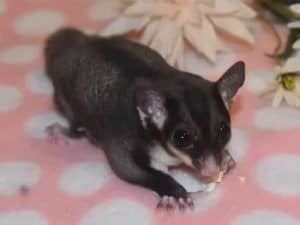 Types of Sugar Gliders | Different Breeds & Colors - The Doorstep