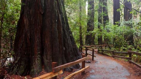 25 Best Places To See Redwoods Near San Francisco