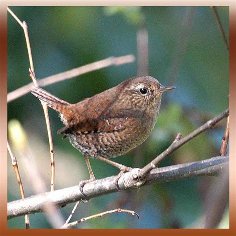 Biological Ramblings: The Winter Wren is multiple species! | Vancouver ...