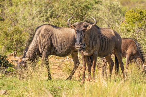 A Herd Of Blue Wildebeest Connochaetes Taurinus Grazing, Pilanesberg National Park, South Africa ...