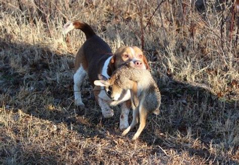 The 10 Best Hunting Gun Dogs | HubPages