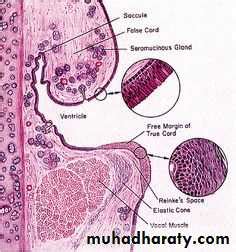 Histology of Larynx docx - D. Rasha - Muhadharaty