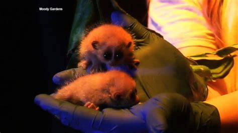 Video Rare, Endangered Pygmy Slow Lorises Born - ABC News