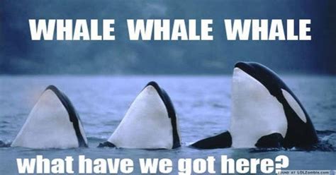 Whale. Whale. Whale. What do we have here?