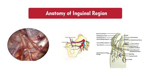 Anatomy Of Inguinal Region