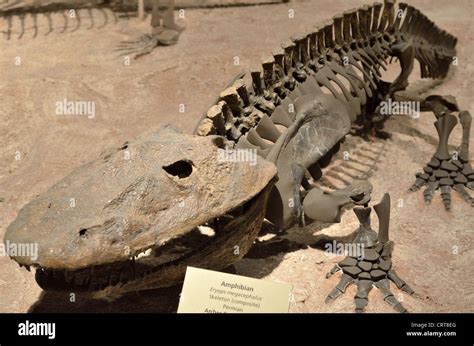 Fossil skeleton of an amphibian Eryops Megacephalus. Permian age Stock Photo - Alamy