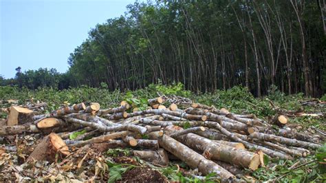 Consequences overexploitation of natural resources - Iberdrola