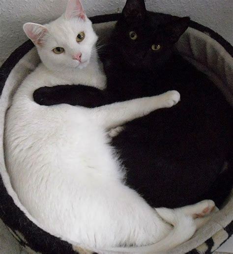 15 Wonderful Photos of Black and White Cats Living in Harmony #CatsAndKittens | White cats, Cat ...