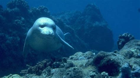 Mediterranean monk seal - Characteristics, Habitat & Breeding - Critically Endangered Species