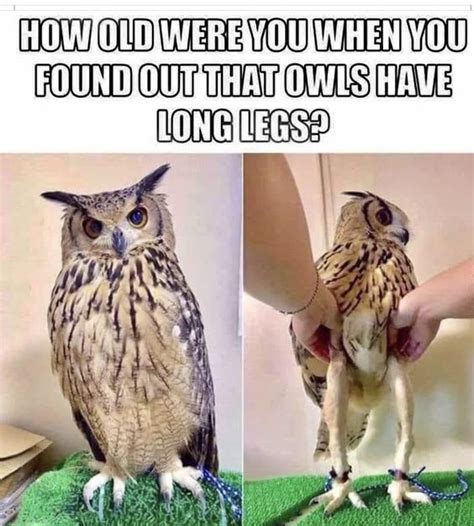 Owl Legs | Owl Legs Meme | Owl Long Legs