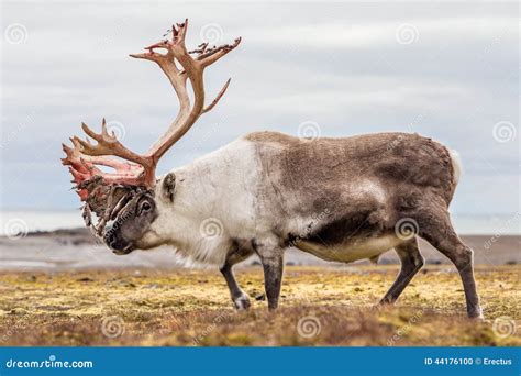 Arctic Reindeer - Svalbard Stock Image | CartoonDealer.com #42643687