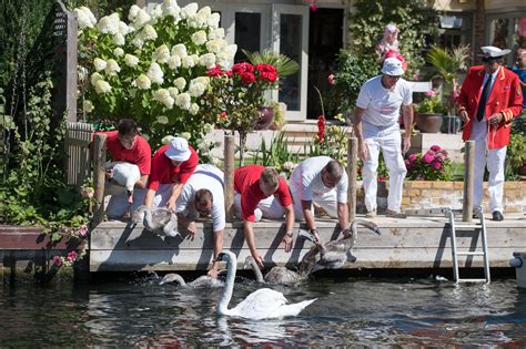 Swan Upping: All you need to know about a 900-year-old British tradition | Express & Star