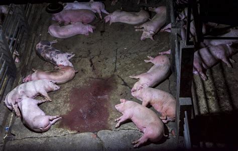 The horrors behind the walls of an "ethical" California pig slaughterhouse - Animal Agriculture ...