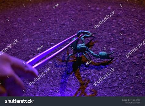 Glowing Scorpion Captured Biology Research Stock Photo 2138240907 ...