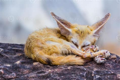 small fennec fox sleeping 23148087 Stock Photo at Vecteezy