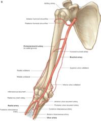 Cp2arm vessel anatomy flashcards | Quizlet