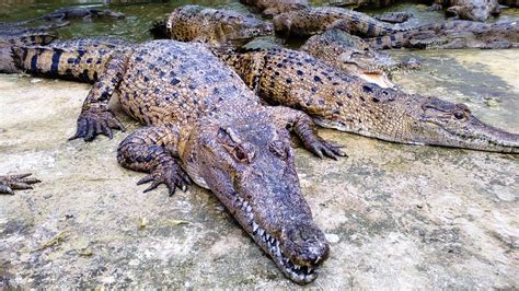 Crocodile Attack!!! - Papua New Guinea Adventures - Animal Attacks - YouTube