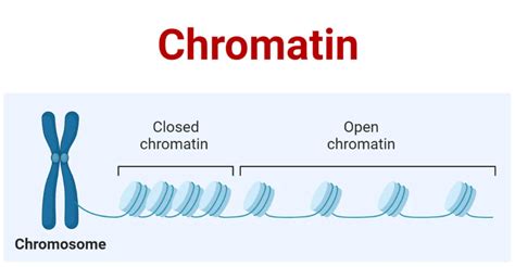 Chromatin vs Chromosome- Difference and Functions