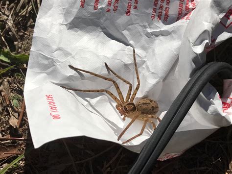 ID request from southern Georgia, USA : spiders