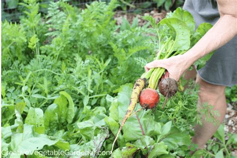 Creative Vegetable Gardener:Build the best soil for a vegetable garden ...