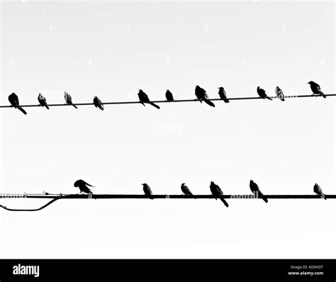 Birds on Powerlines Stock Photo - Alamy