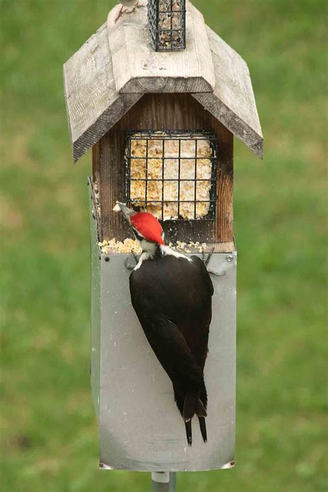 Fun with Wild Bird Feeding: An Intro Guide – Art of Natural Living