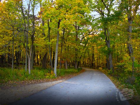 FREE Forest Path Photo, Tree Canopy Picture, Autumn Panorama Image ...