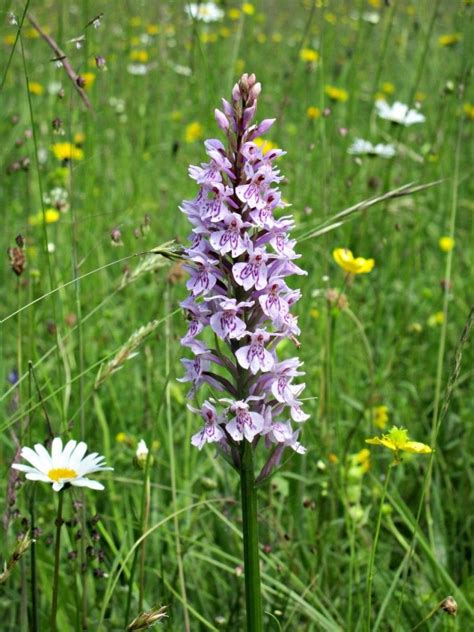 Visit to a Wildflower Meadow • Craft Invaders | Hay meadow, Meadow ...