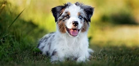 Mini Australian Shepherd – The Complete Guide to the Miniature Aussie