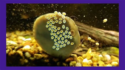 How to Breed Nerite Snails: A Simple Guide for Aquarists