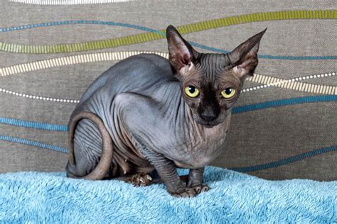 Black Sphynx Cat: The Black Hairless Cat With Big Personalities