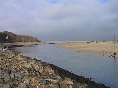 Goosander at Hayle Estuary, Cornwall | Wildlife Insight