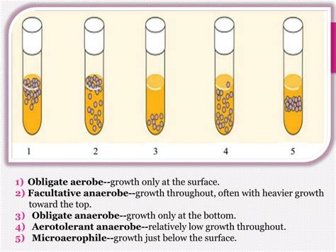 PPT - Bacteria oxygen requirements & Anaerobic Bacteria PowerPoint Presentation - ID:2368603