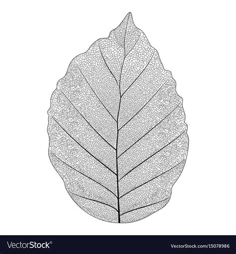 Botanical series elegant single exotic leaf Vector Image