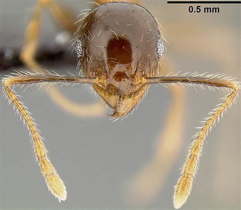 Pheidole megacephala - PIAkey factsheet