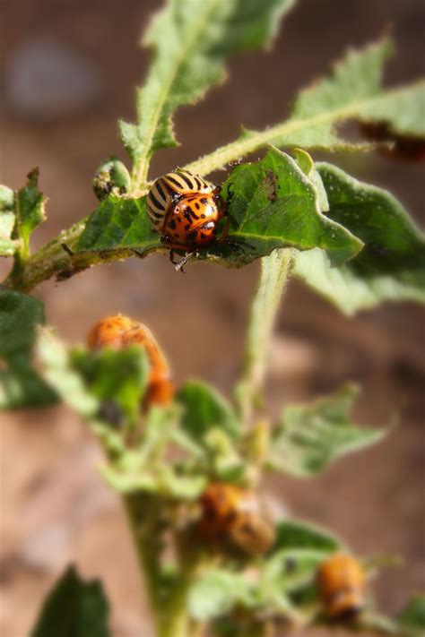 Protecting Against Colorado Potato Beetle | Potato Grower Magazine