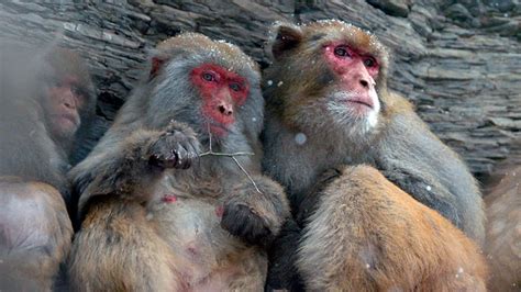 The Blind Monkey - National Geographic for everyone in everywhere