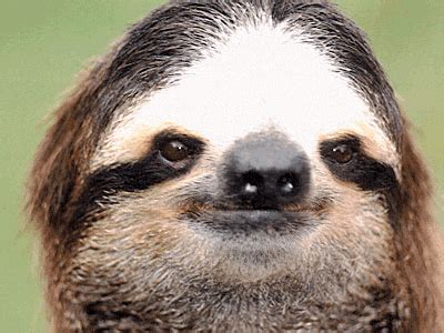 Sloth GIFs - Find & Share on GIPHY