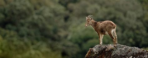 Nilgiri Tahr — Balanced Report