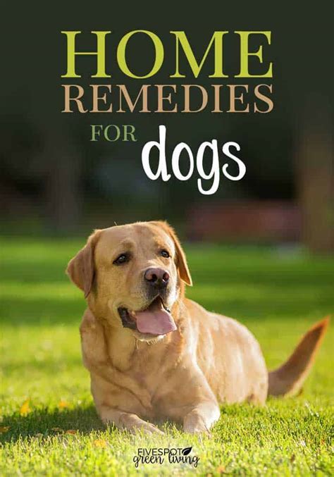 Effective Home Remedies For Mange In Dogs, 58% OFF