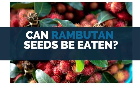 Can Rambutan Seeds Be Eaten? - Eat For Longer