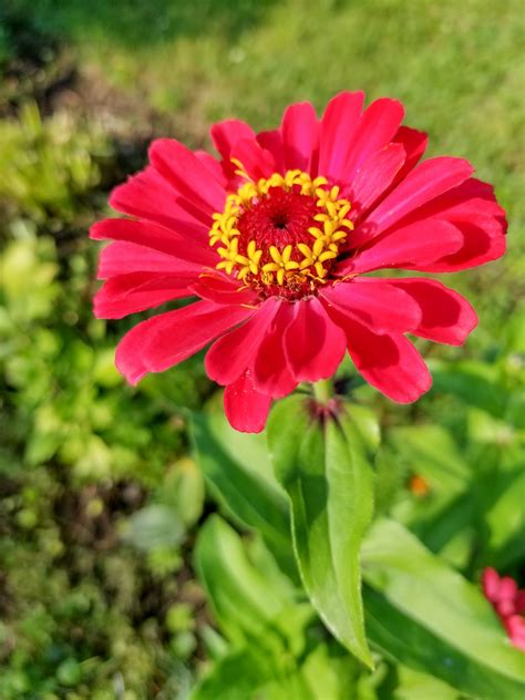 Zinnia Flowers