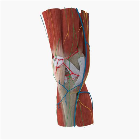 Complete knee anatomy muscles 3D model - TurboSquid 1435480