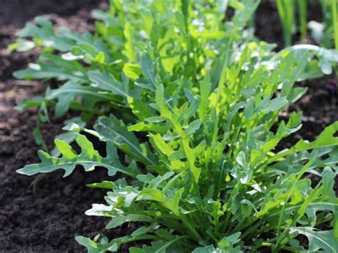 Growing Arugula: How To Raise Arugula In Your Garden