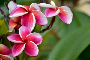 Buying Blue Plumeria? Read This First