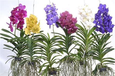 Vanda Orchid Complete Info and Beginners’ Guide - GetRather.com