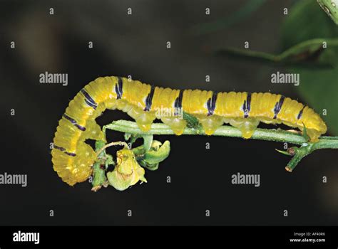 Sulphur sulfur butterfly caterpillar hi-res stock photography and images - Alamy